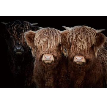 Ter Halle Glasschilderij 120x80x0.4 Oxen