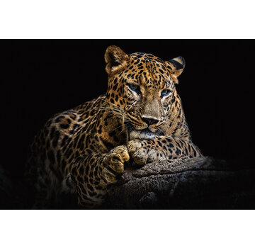 Ter Halle Glasschilderij 120x80x0.4 Leopard