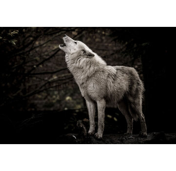 Ter Halle Glasschilderij 120x80x0.4 Wolf