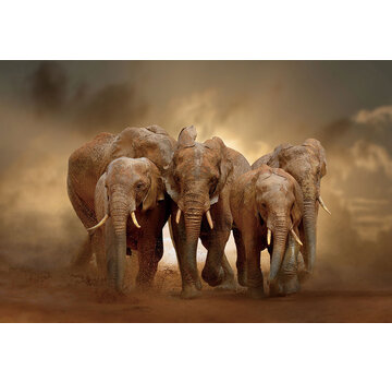 Ter Halle Glasschilderij 120x80cm Olifanten