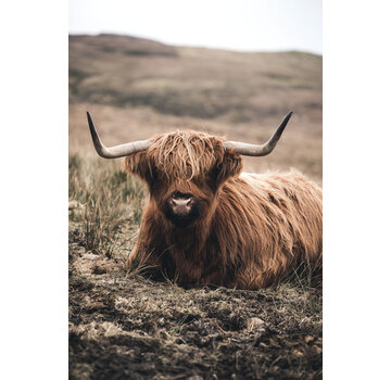 Ter Halle Glasschilderij 80x120cm Liggende hooglander
