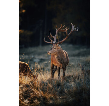 Ter Halle Glasschilderij 80x120cm Herten