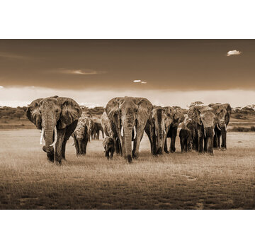 Ter Halle Glasschilderij 120x80cm Olifanten kudde
