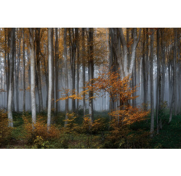 Ter Halle Glasschilderij 110x160cm Bos