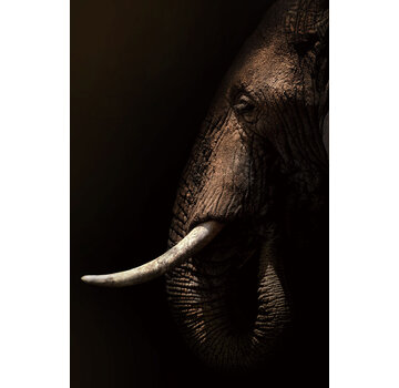 Ter Halle Glasschilderij 80x120cm Olifant mysterieus