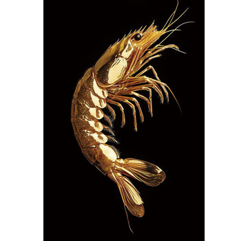 Ter Halle Glasschilderij 80x120cm Garnaal