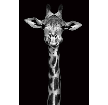Ter Halle Glasschilderij 80x120cm Giraffe