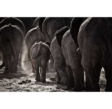 Ter Halle Glasschilderij 80x120cm Olifanten