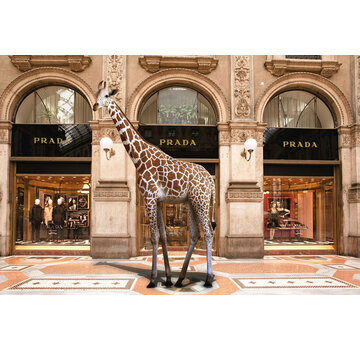 Ter Halle Glasschilderij 80x120cm Giraf voor winkel