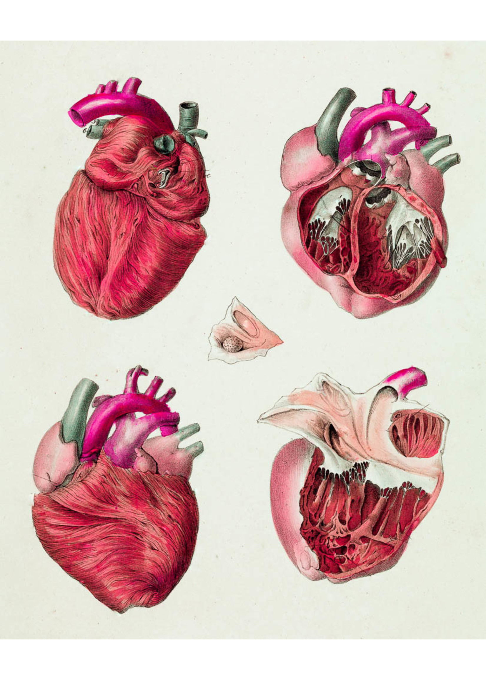 Antomy Heart Red