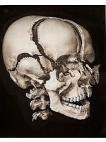 Skelet of the Head