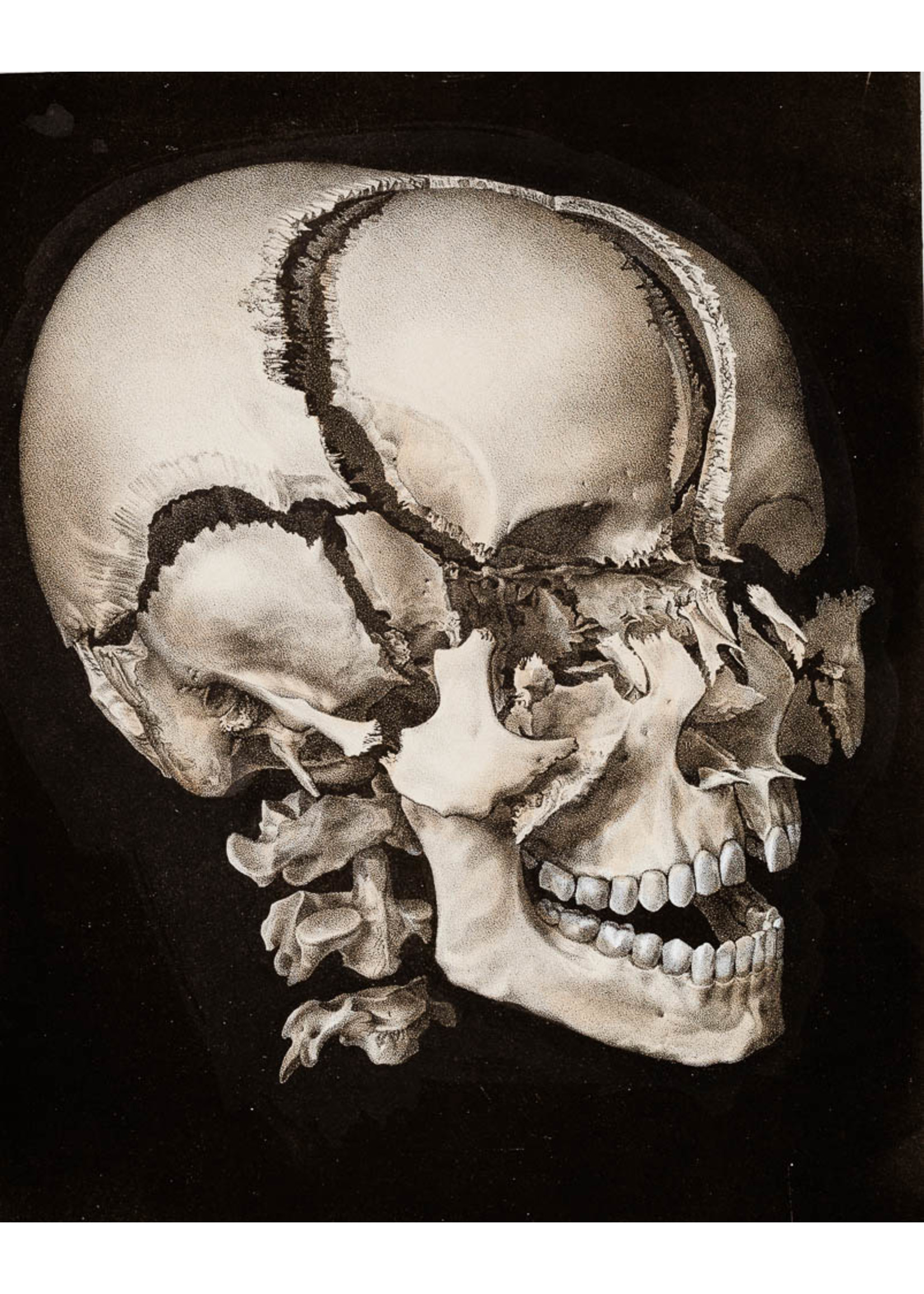 Anatomy Skelet of the Head