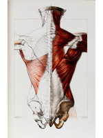 Spine and Muscles