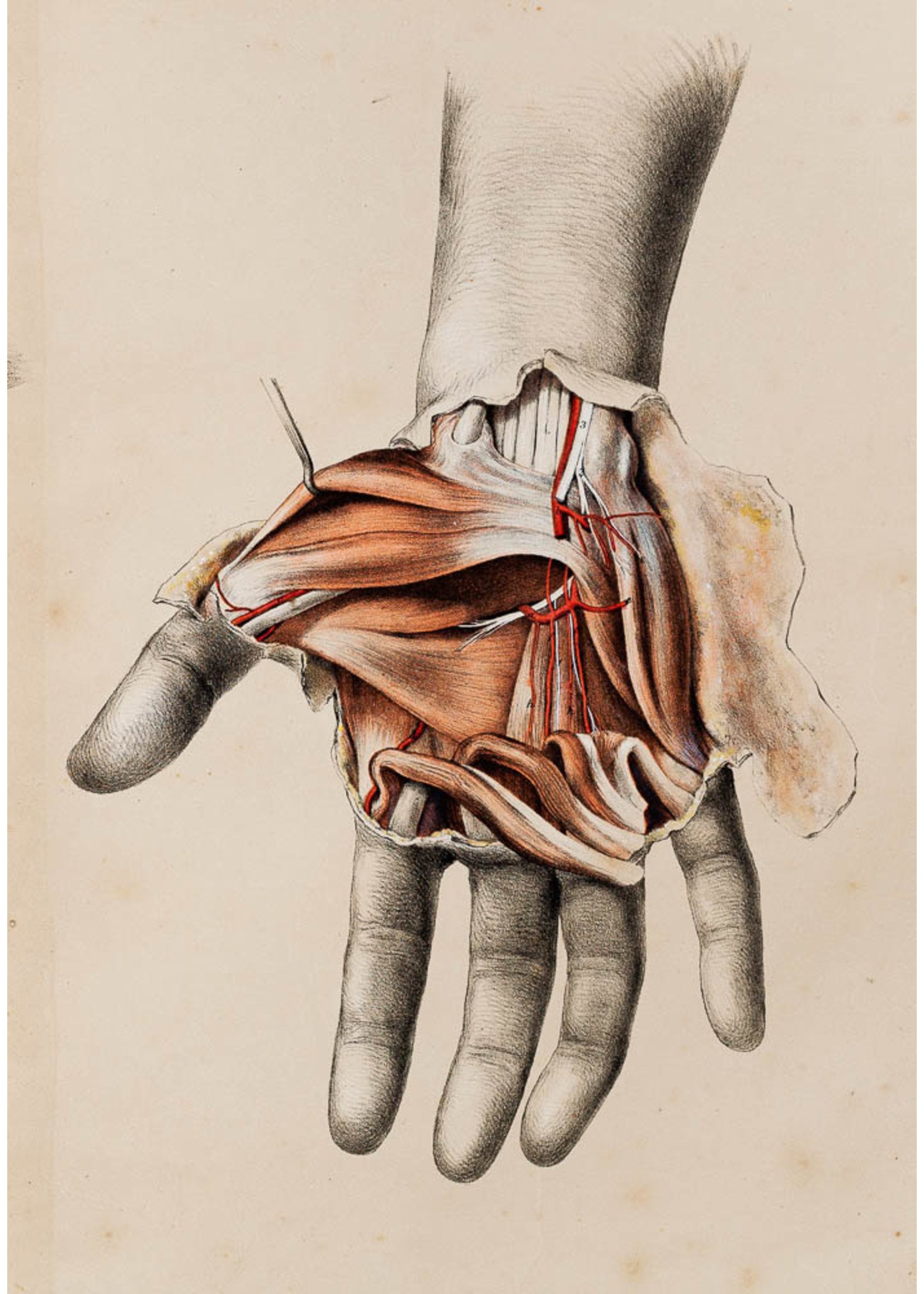 Hands [Anatomy Week 1] by Xaliyah on DeviantArt