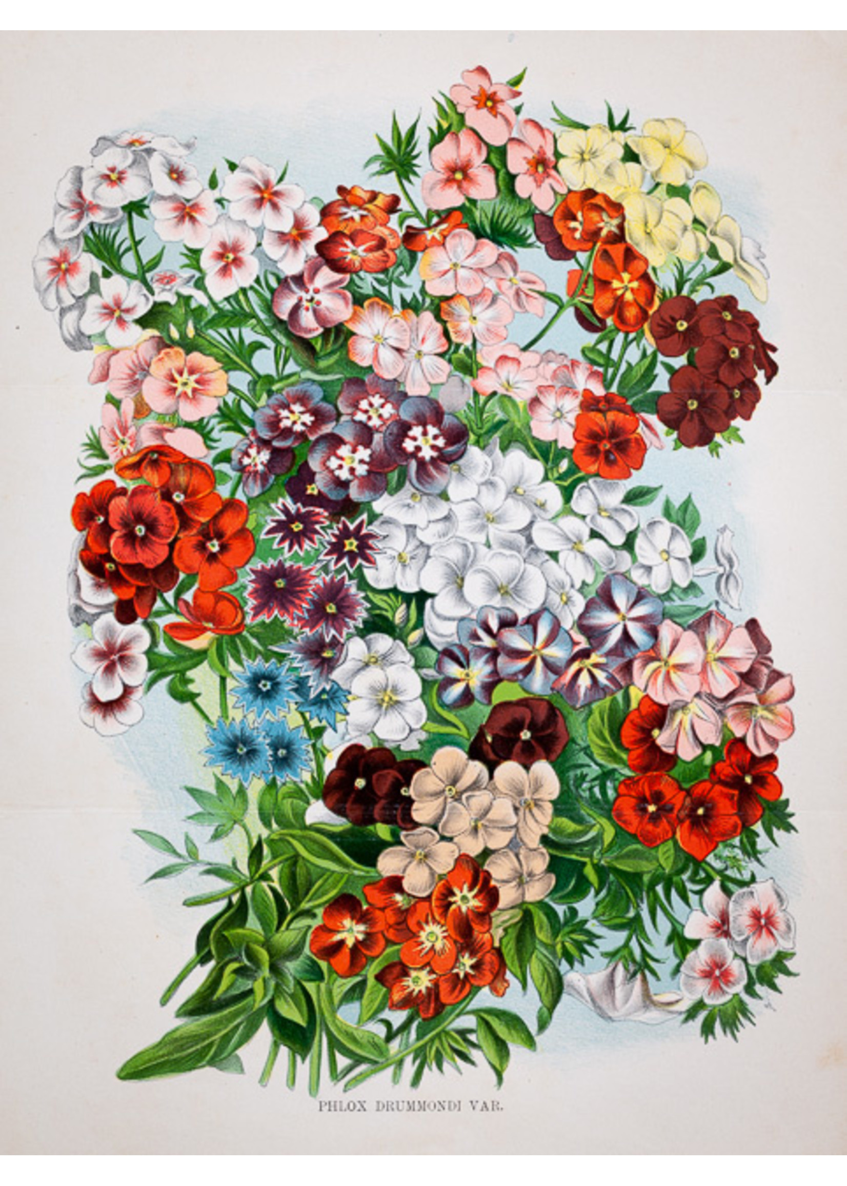 Plox Drummondii flower print