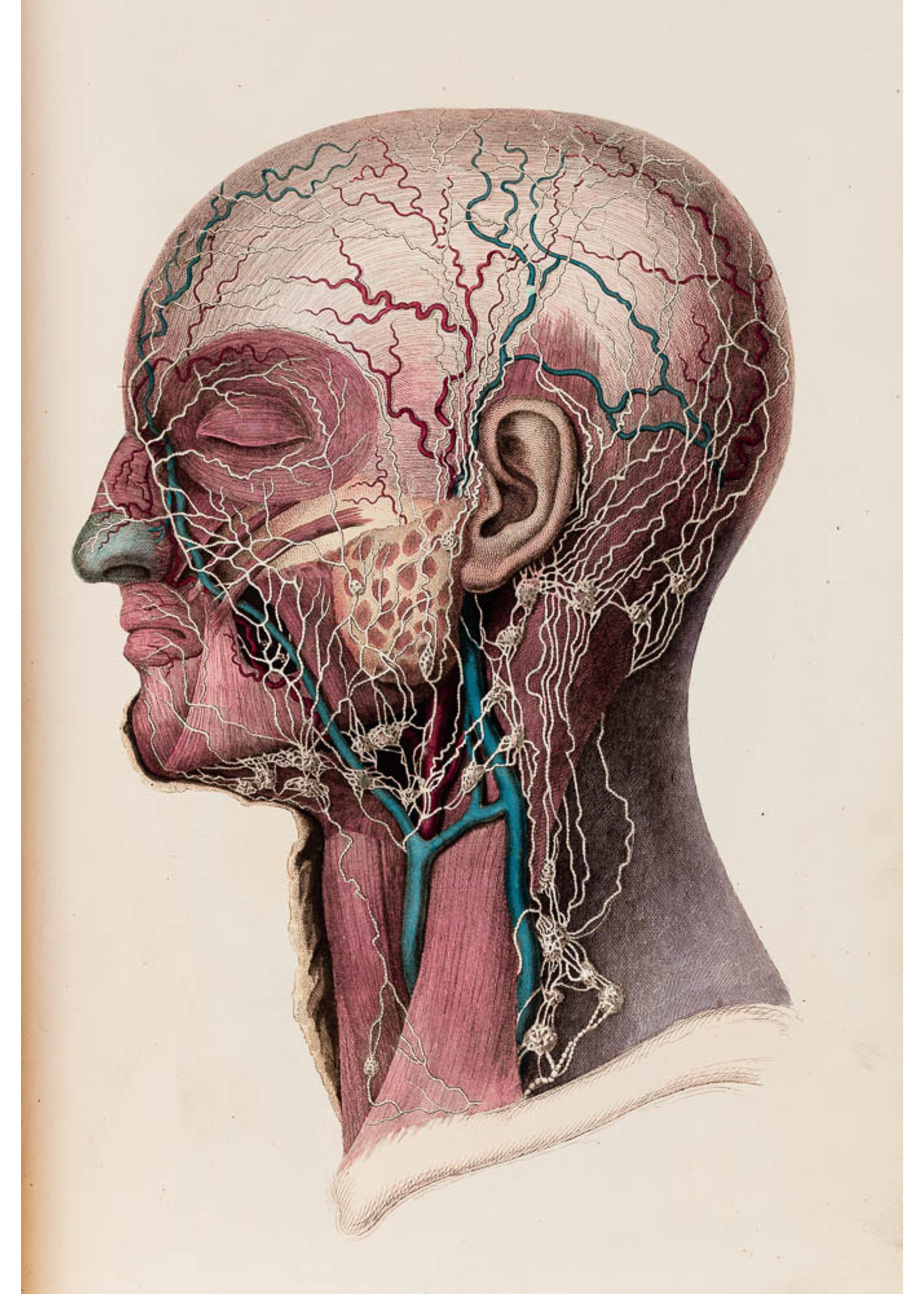 Antomy head with veins