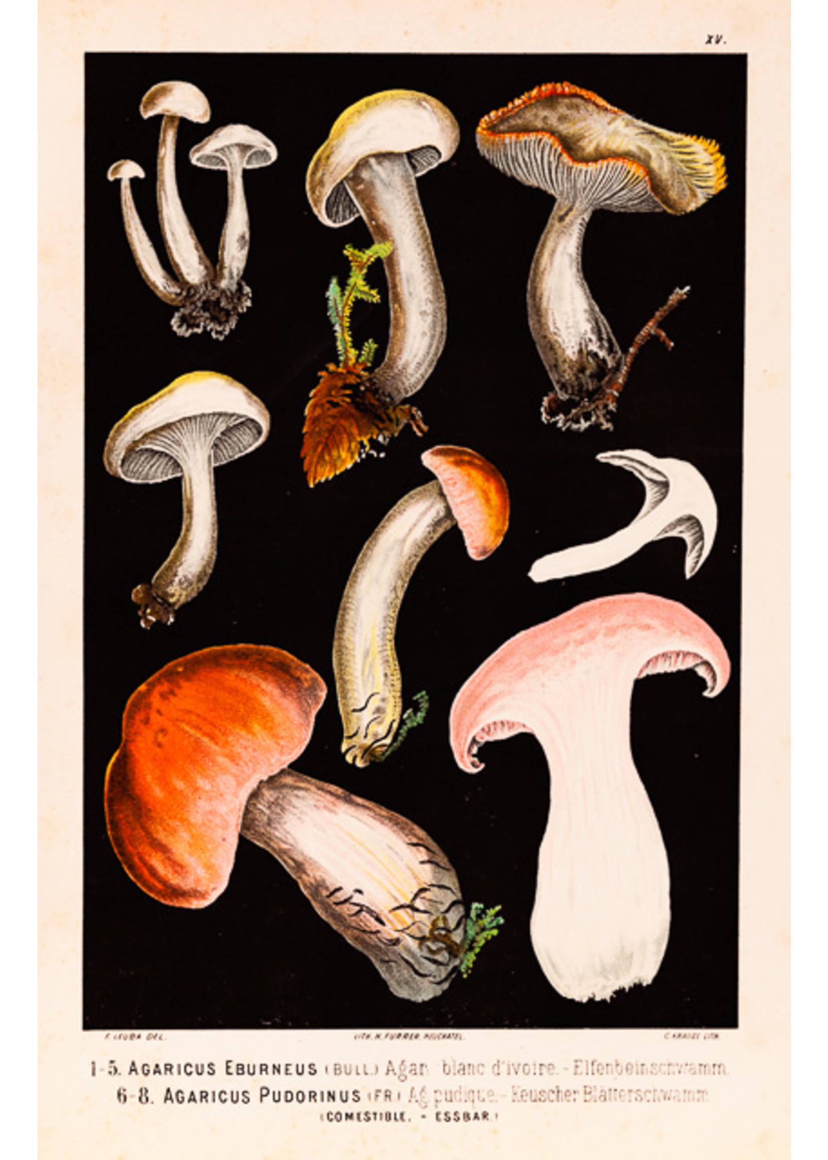 Agaricus Eburneus mushroom
