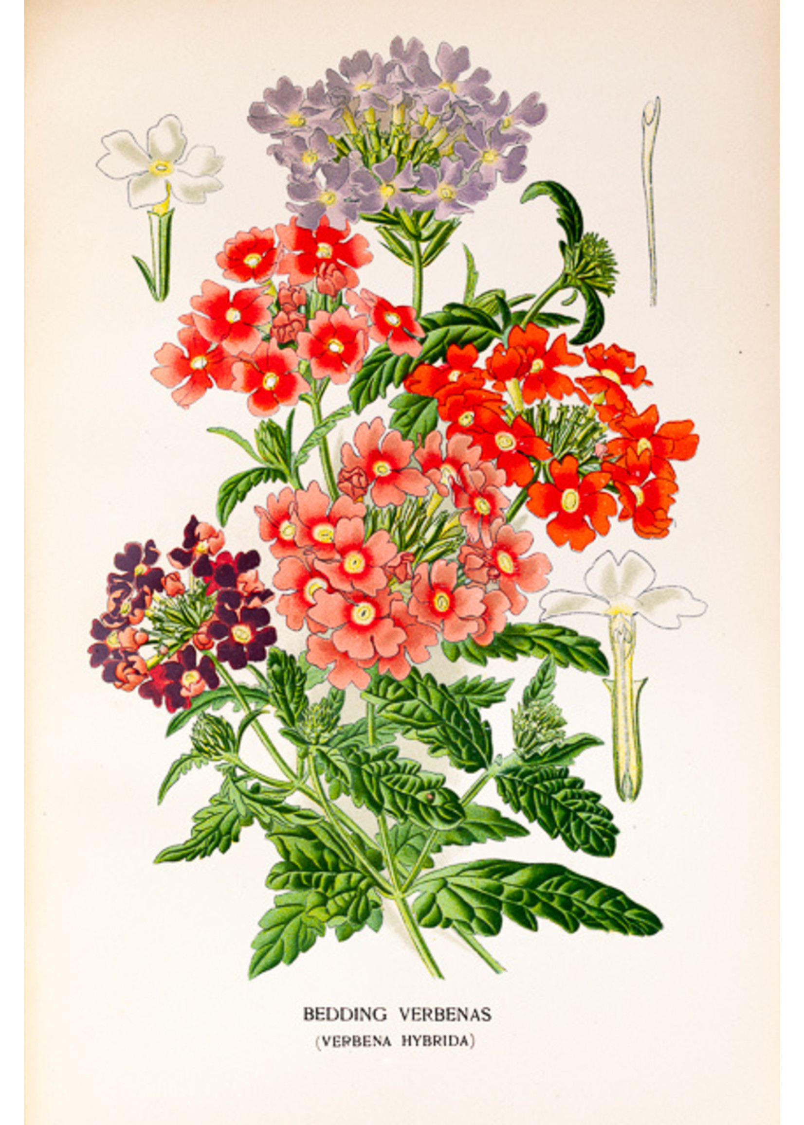 Bedding Verbenas Flower Print