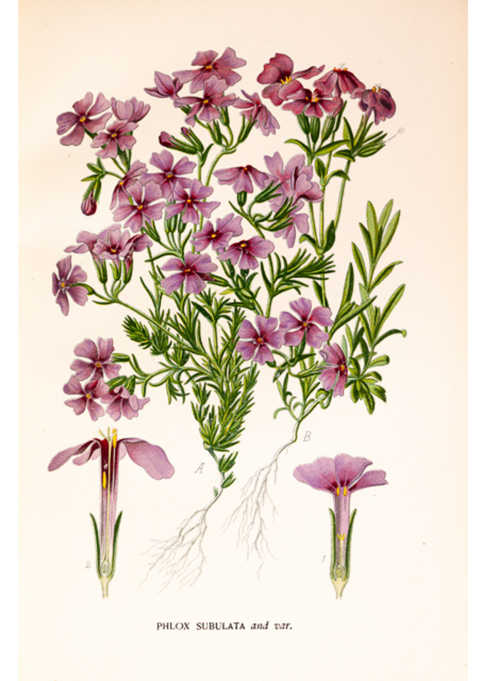 Philox Subulata Flower Print