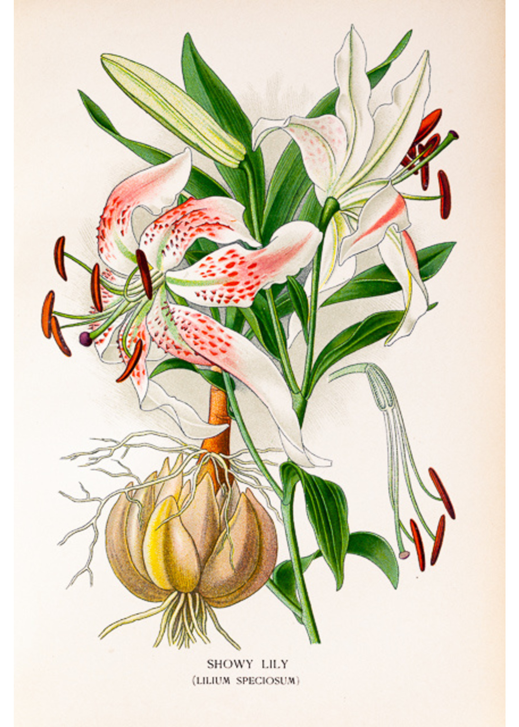 Showy Lily Flower Print