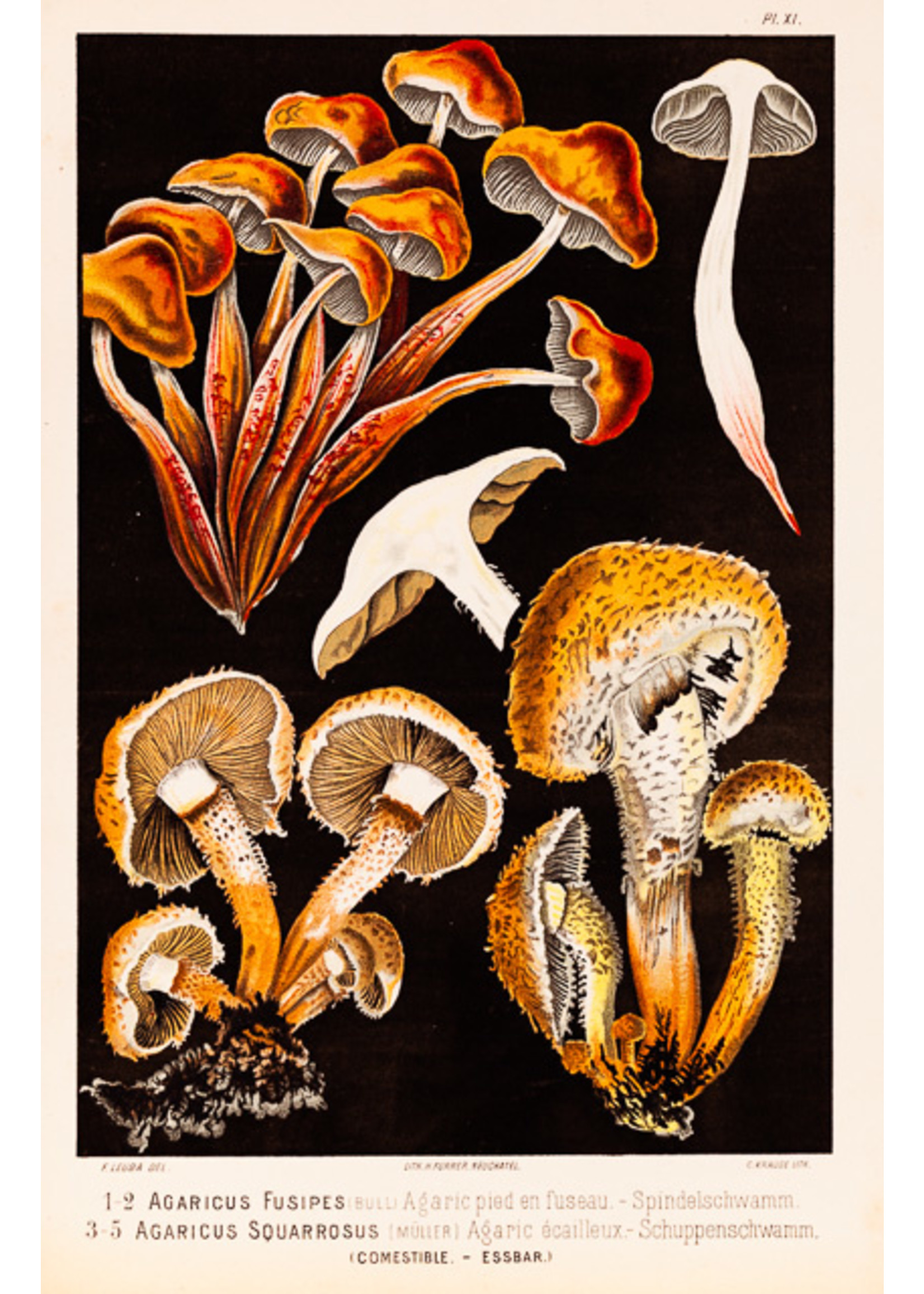 Fusipes & Squarrosus mushrooms