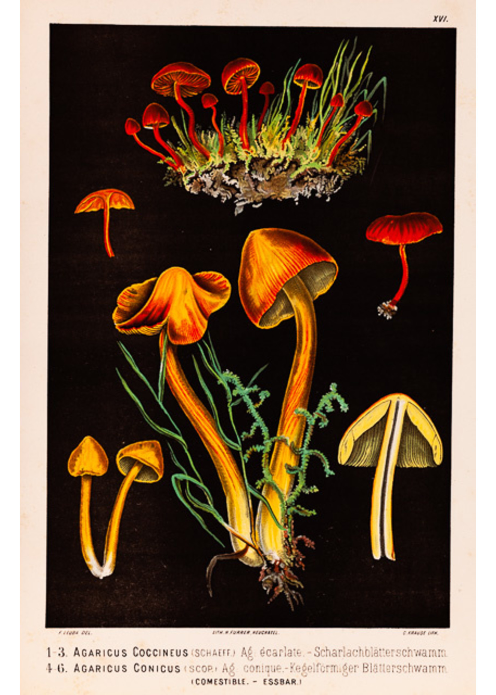 Conicus & Coccineus mushrooms