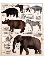 Mammals of the Savannah