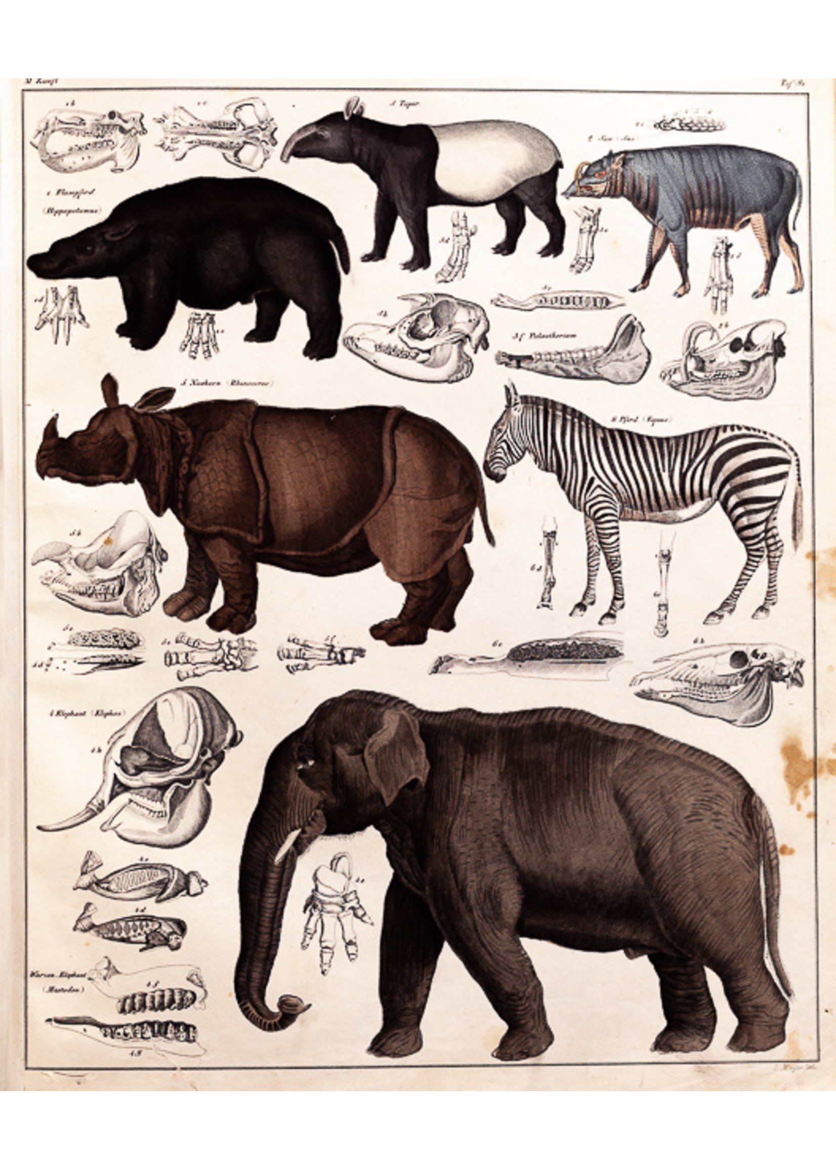 Mammals of the Savannah