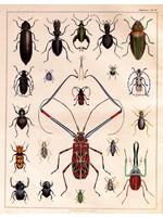 Beetles