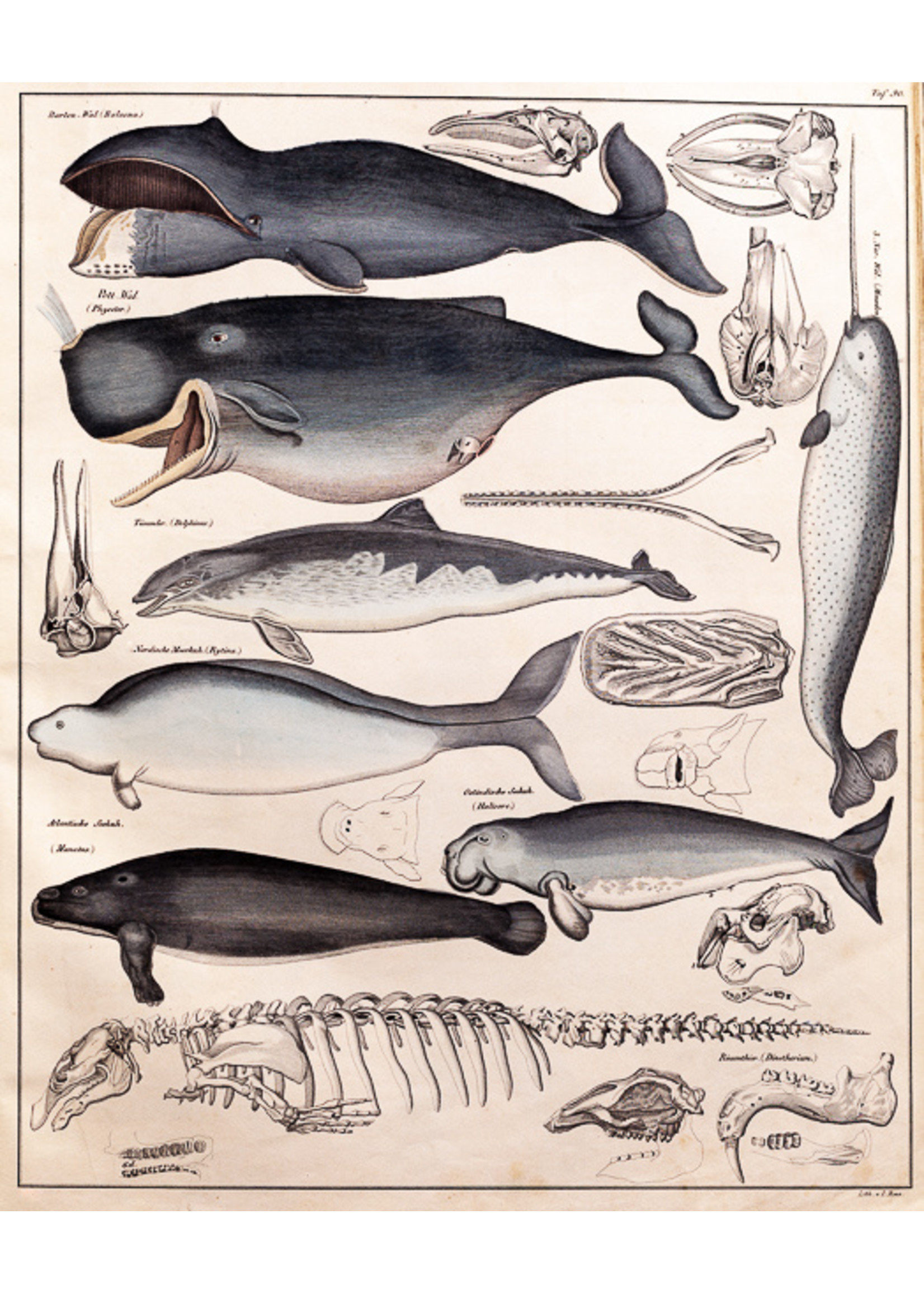 Whales