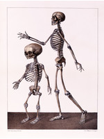 Skeleton of children & adult