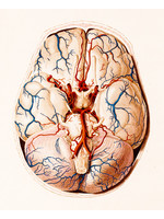 Brain cross section