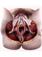 Female Genitals
