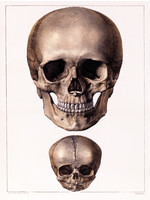 Skulls