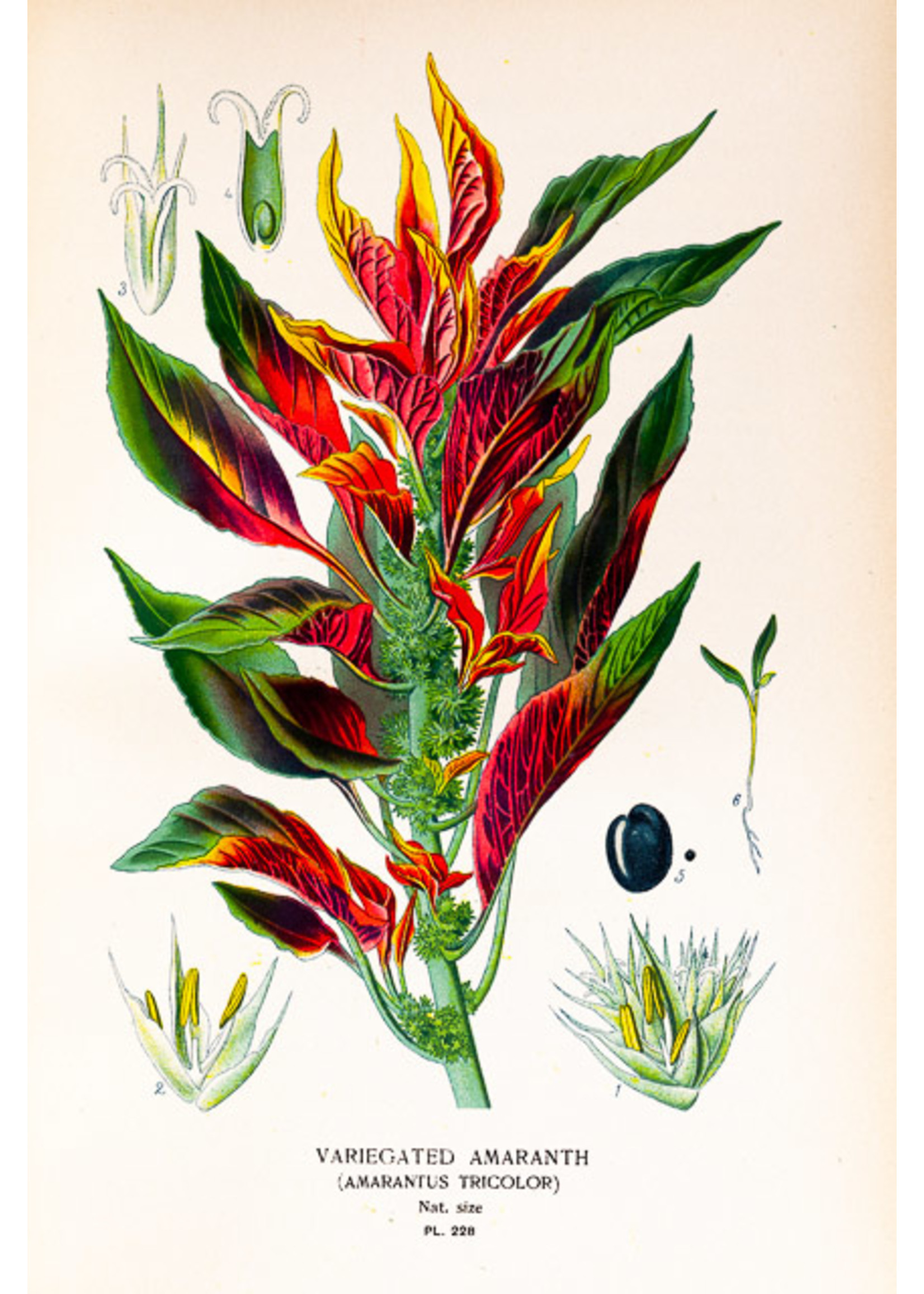 Variegated Amaranth