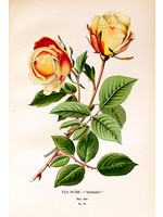 Tea Rose
