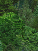 Elizabeth's Studio Landscape Medley - Evergreens Green