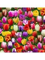 Elizabeth's Studio Burst of Color - Multi -Tulips - 664E