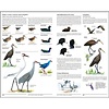 The North American Bird Guide 2nd Edition