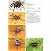 Basisgids Spinnen