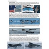 Zeezoogdieren van Europa Herkenning van walvissen, dolfijnen, bruinvissen en zeehonden