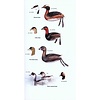 Birds of Macaronesia - Azores, Madeira, Canary Islands, Cape Verde.