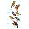 Wildlife Conservation Society Birds of Brazil, Volume 1: The Pantanal and Cerrado of Central Brazil