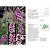 Field Guide to the Orchids of Europe and the Mediterranean