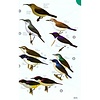 Birds of Africa - South of the Sahara