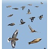 Handboek Vogels in Vlucht - Herken Vliegbeelden van Zangvogels