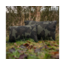 Avid Carp Revolve Pillow (Kopfkissen)