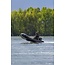 FOX FOX 320X Schlauchboot - Gummiboot