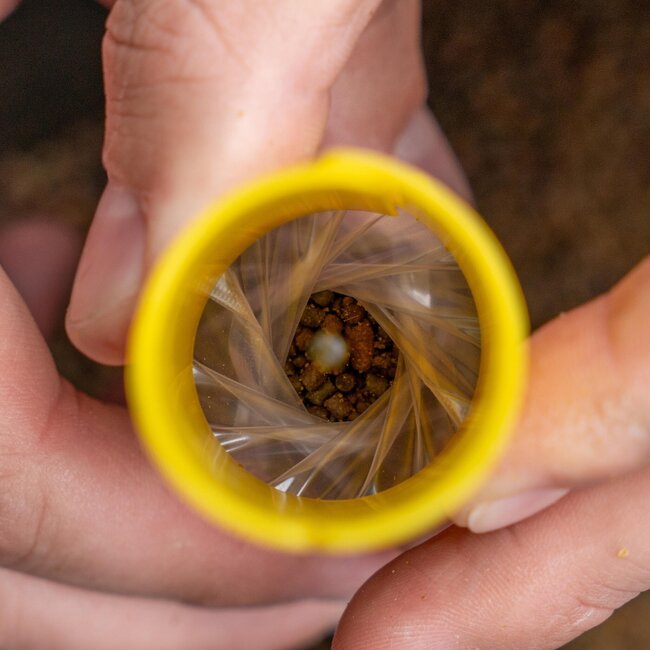 Avid Carp Transfer Solid – Beutelsystem