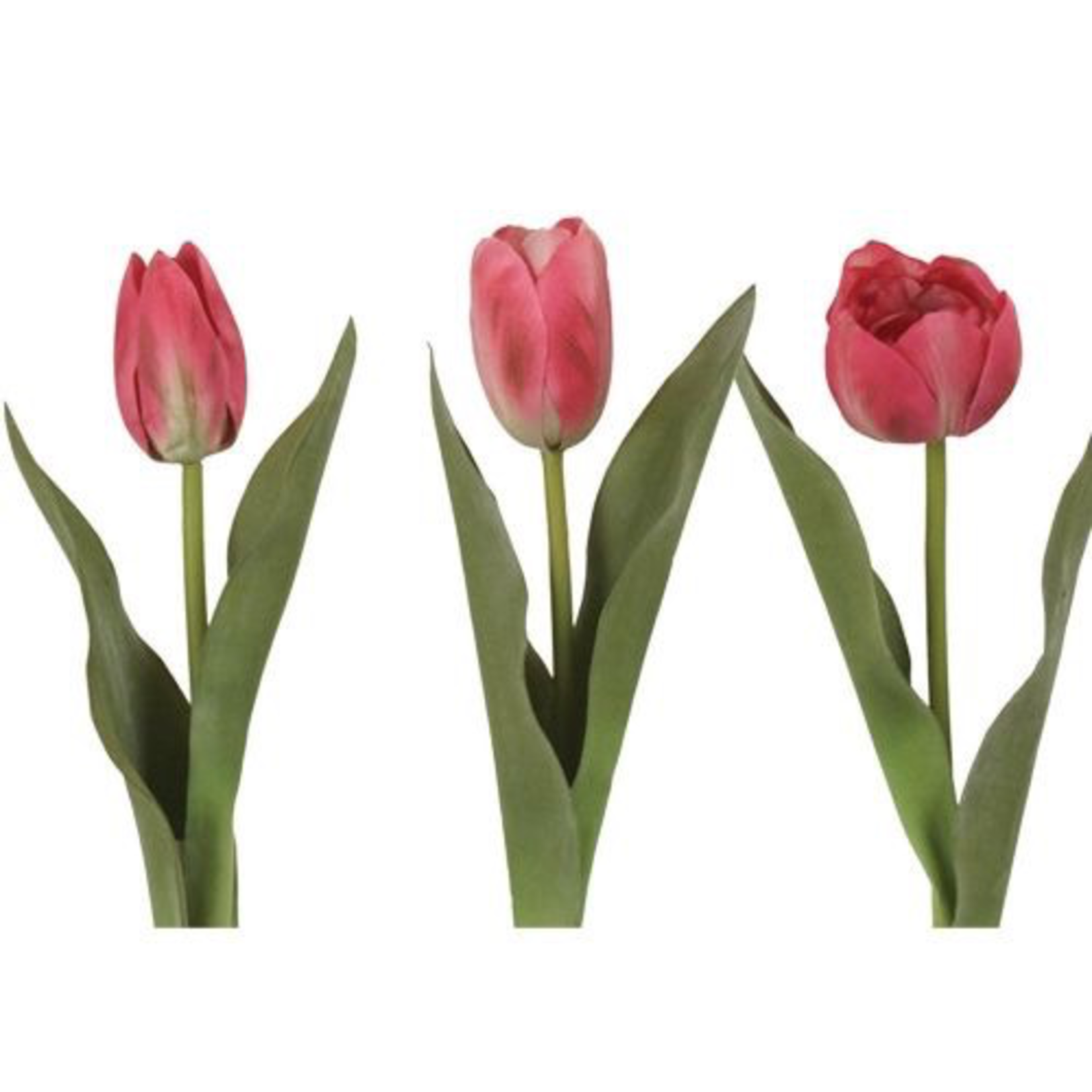 Grand Interiors Tulip h36cm